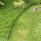 🌿 KAUFE 2, ERHALTE 1 GRATIS! 👨‍🌾 Ersatzkopf für Fadentrimmer – Unzerbrechlich bei Kontakt mit Beton, Felsen oder harten Kanten – Langlebig, leise & perfekt für anspruchsvolle Rasenarbeiten 💪