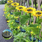 🌻SCONTO DEL 50%! ☀️ Luci solari a forma di girasole impermeabili - Petali realistici, IP65 resistenti alle intemperie e luminosità automatica 8-12 ore ☀️🌻